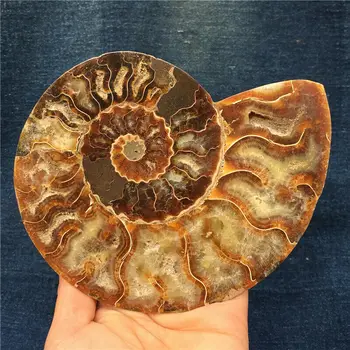 1pcs 450-600 g Naravnih ammonite fosilnih conch Kristalno vzorec zdravljenja