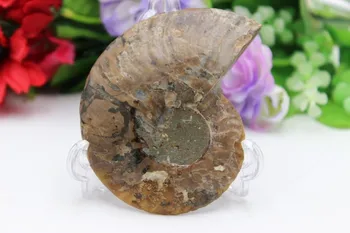 Madagaskar naravnih quartz crystal perfect yuhua conch rezina fosili